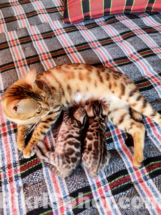 Bengal Cat Male Famle Kitten